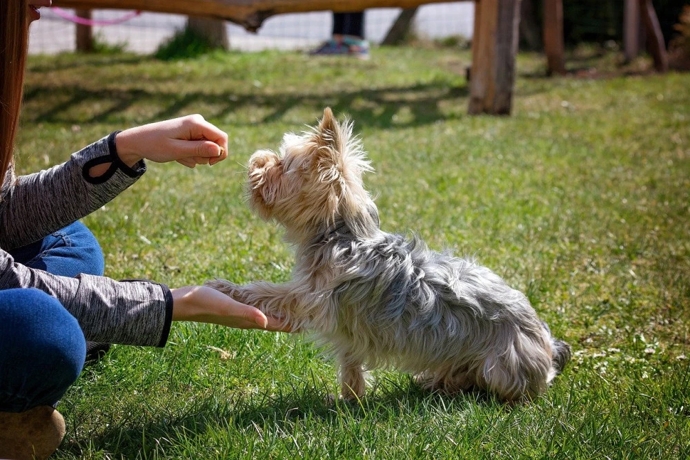 Reward training